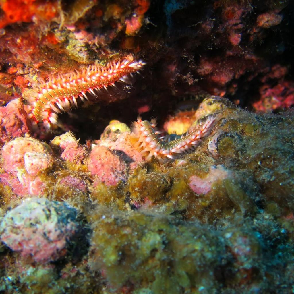 Fuerteventura (9)