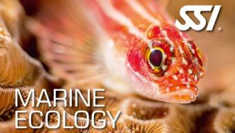 Marine-Ecology